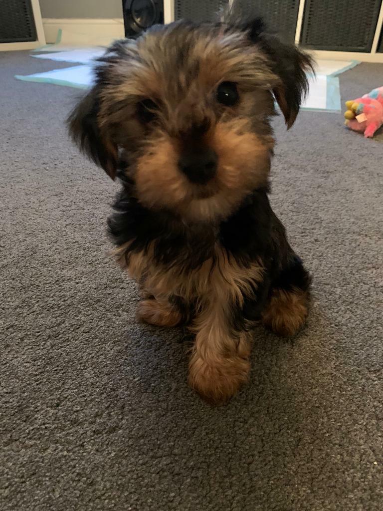blue kelpies for sale